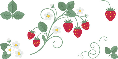 Wild Strawberry Branch Vector Clipart Featuring Swirling Vine Ripe Red Berries White Blossoms Leaves and Decorative Twirls for Textile Pattern Design © MD SOJIB 