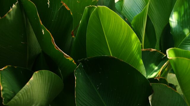 Natural background of exotic tropical leaves swaying in a gentle breeze with soft sunlight in a lush forest.