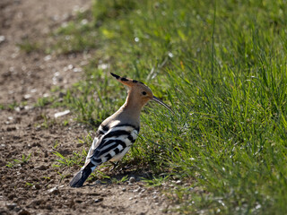 Eurasian hoopoe (Upupa epops) on the ground © Tarik