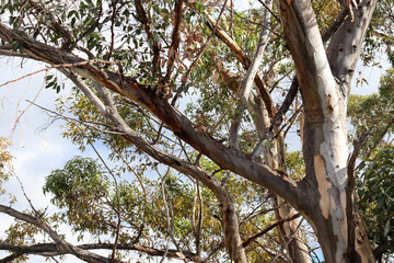 Fototapeta premium eucalyptus trees in australian bushland and blue sky