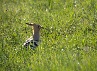 Eurasian hoopoe (Upupa epops) on the ground © Tarik