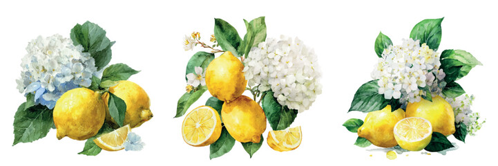 Three watercolor still lifes of bright yellow lemons, sliced citrus and blue white hydrangea blooms with green leaves on a clean white background, fresh and summery © Narin