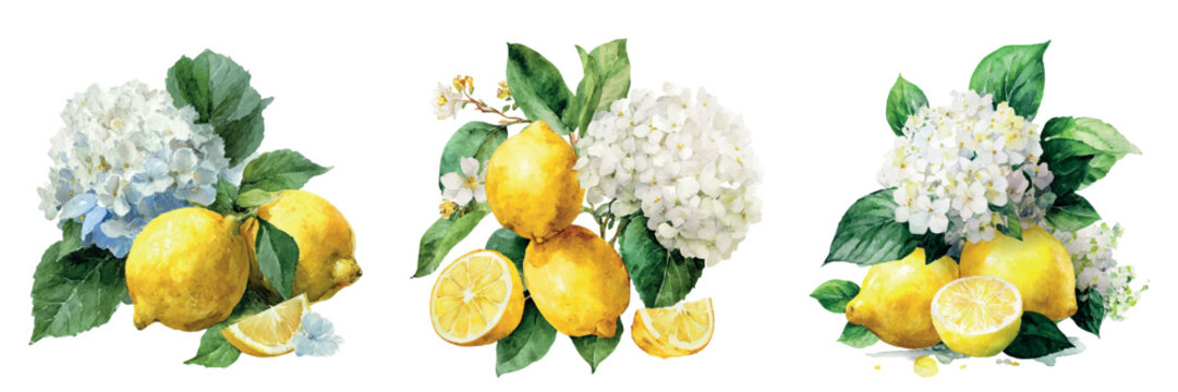 Three watercolor still lifes of bright yellow lemons, sliced citrus and blue white hydrangea blooms with green leaves on a clean white background, fresh and summery