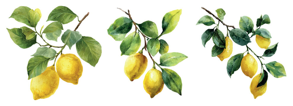 Lemon branches carrying vivid yellow citrus fruits and green leaves, painted in a hand drawn watercolor style, featuring a fresh and natural botanical design