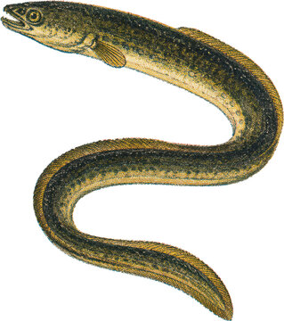 Vintage Scientific Illustration of a European Eel
