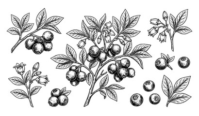 Hand drawn blueberry sketch vector set with berries leaves and flowers © labu