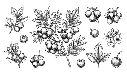Blueberry branch sketch vector bundle with hand drawn berries and floral botanical elements © labu