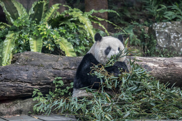 Giant panda eating green bamboo in nature © Akarat