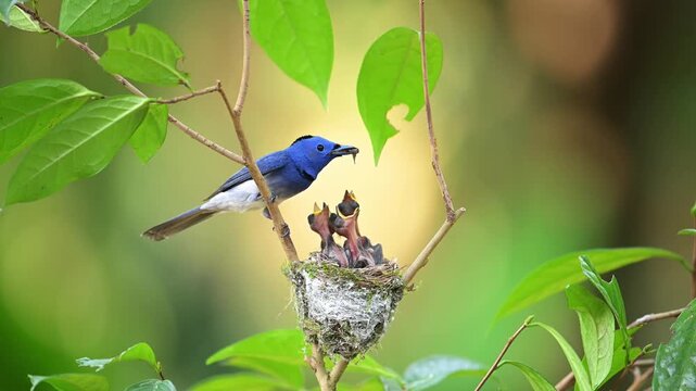 Black-naped Monarch Feeding Chicks in Forest Nest