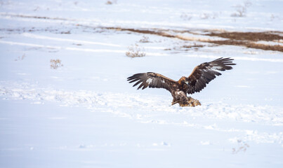 Fototapeta premium A large eagle caught a fox against a backdrop of snow. A bird of prey hunts its prey. A golden eagle sits in the snow, clinging to its prey. Falconry. A national tradition of Asia. Berkutchi,