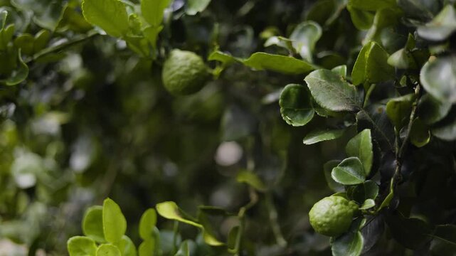 Fresh Bergamot Fruits Or Kaffir Limes Hanging On Tree Branch
