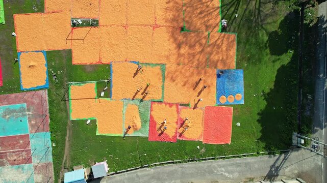 Aerial drone footage of multiple tarpaulins full of corn kernels on drying process, with local farmers pulling and laying them flat, with wooden hats, in Dompu regency, Sumbawa island, Indonesia