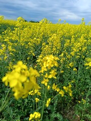 Obraz premium Vertical shot of a yellow canola field in bloom. Rapeseed agricultural crop with selective focus and cloudy sky