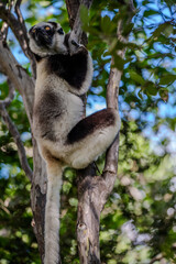Fototapeta premium Verreaux's sifaka climbing a tree in a forest near Ranohira