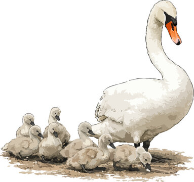 Cygnus olor illustration art
