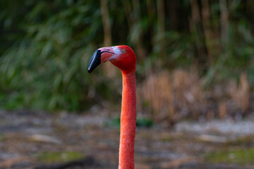 American flamingo profile portrait showing head and long straight neck. © fotomaster