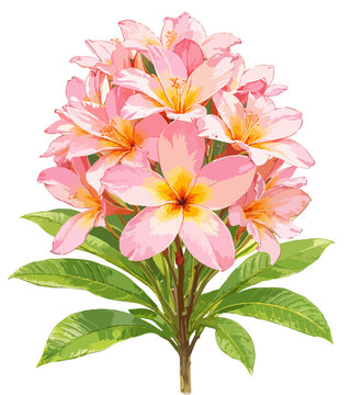 Plumeria rubra illustration art