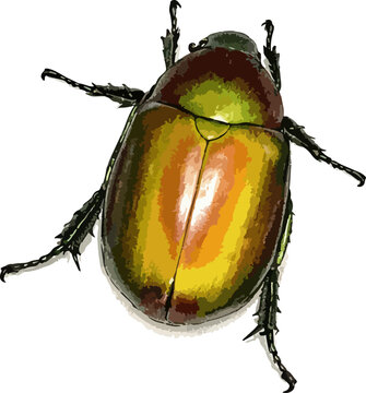 Protaetia aurichalcea illustration art
