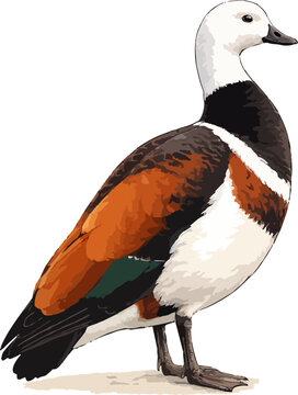 Tadorna variegata illustration art