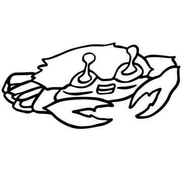 Hand drawn crab illustration
