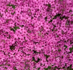 Obraz premium Full frame background of dense pink oxalis flowers blooming in abundance.