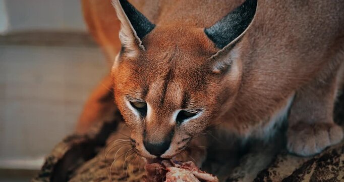 Close-up Of Caracal's Captivating Gaze While Eating Meat Slow Motion Footage,