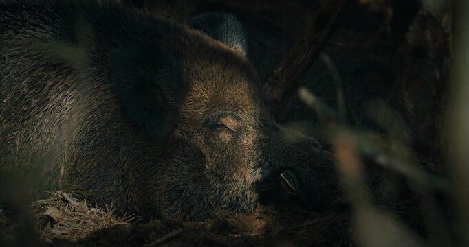 Wild Boar Sus Scrofa, Also Known As The Wild Swine, Eurasian Wild Pig Lying In Autumn