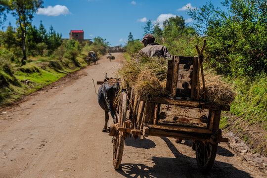 Man driving a wooden zebu cart along a rural road near Antsirabe