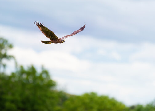 A close-up of the underwing of a Marsh Harrier (Circus aeruginosus) in flight against a blue sky.