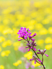 Obraz premium Beautiful wildflowers on a green meadow