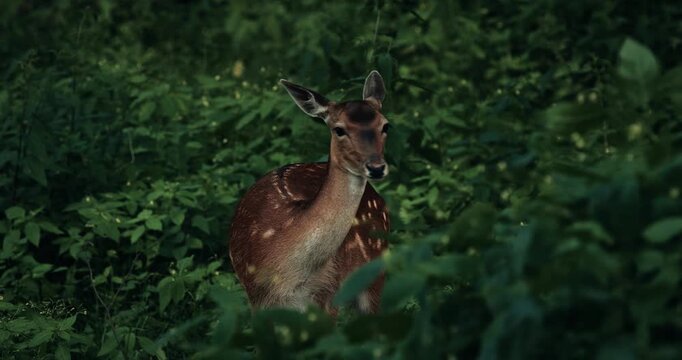 Alert Deer Gazing Intently Through Lush Greenery