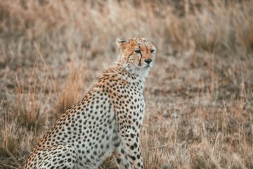 Cheetah Sitting Regally in the Middle of an Open Field © Malik