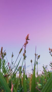 Meadow wild flowers during sunset Time Lapse, Time-lapse. Slider Hyperlapse. Meadow
