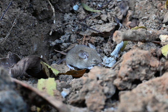 Little Indian field mouse or Mus booduga. It is a species of rodent in the family Muridae. Indian little rat. This small mouse has soft grayish brown fur, white underparts, small rounded ears.