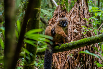 Fototapeta premium Red-bellied lemur sitting on a mossy tree branch