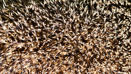 Hedgehog needles macro texture background © Анатолий Еремин