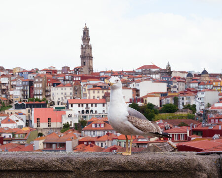Seagull and city view of Porto, Portugal