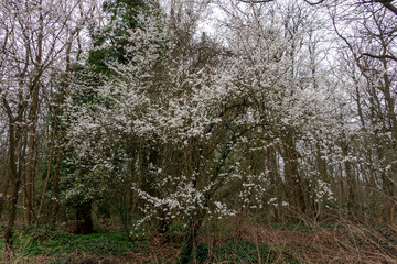 Fototapeta premium Prunus cerasifera - Cherry plum tree in flower - Myrobalan plum