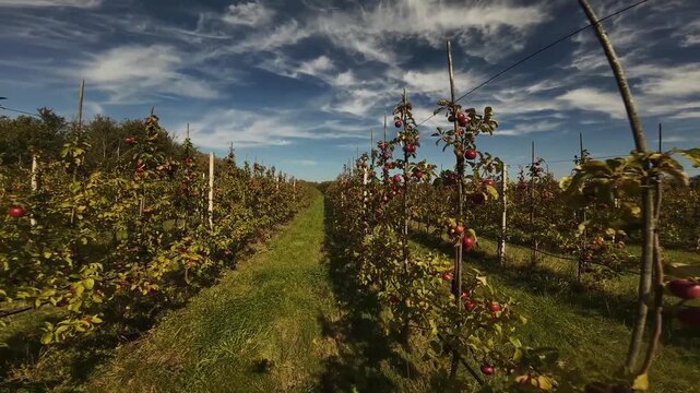 Walking through an apple orchard on a sunny autumn day