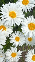Fototapeta premium Blooming Chamomile Daisies in Summer Garden Fields 