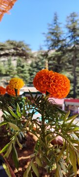 Marigolds flowers from Cedars of God Bsharri Lebanon