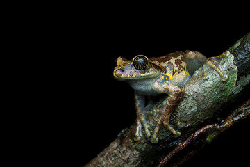 Obraz premium Close-up macro photograph of a starry-eyed Ghat tree frog resting in its natural rainforest habitat in the Western Ghats, India. The image highlights the frog’s unique star-like eyes, textured skin