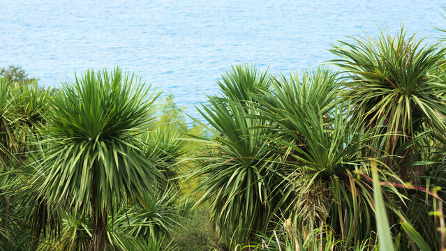 Lush cabbage trees thrive along coastline. Green cabbage trees stand against blue sea under bright daylight, capturing natural beauty of tropical maritime landscape in serene outdoor setting