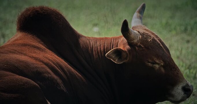 A Serene Brown Zebu Crossbreed Cow Peacefully Resting Under Warm Sun In Farm