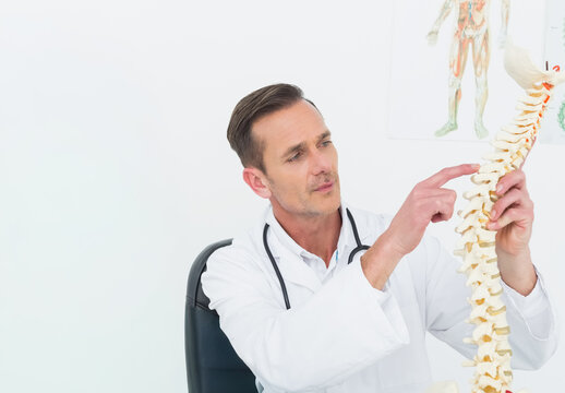 Male doctor sitting in clinic wearing white coat holding spine model pointing vertebra, copy space