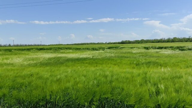 Green barley field swaying in the wind with waves under spring sky, some crops flattened by storm