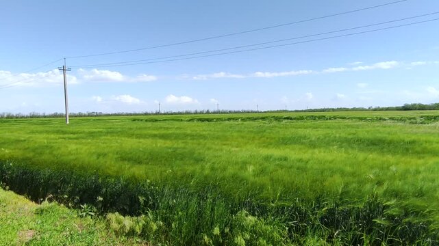 Green barley field swaying in the wind under spring sky with power lines in background, some crops flattened by storm