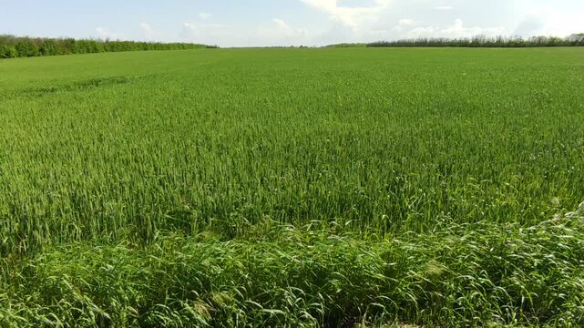 Green wheat field swaying in the wind with waves under spring sky and distant trees