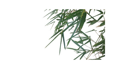 Fototapeta premium Close-up of lush green bamboo leaves on a branch. Isolated with transparent background, ideal for nature-themed design, sustainable concepts, organic patterns, and botanical illustration projects.