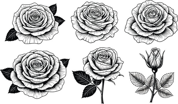 Detailed hand drawn rose flower sketch vector set featuring vintage engraved floral blossoms and stems with leaves